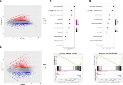 Targeting the MDSCs of Tumors In Situ With Inhibitors of the MAPK Signaling Pathway to Promote Tumor Regression